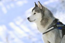 英雄联盟总决赛门票-燎原之火刺破蓝鹰迷雾，克瓦拉茨赫利亚的圣西罗加冕礼