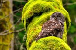 LOL赛事-唯一入场券，厄瓜多尔赤道风暴席卷瑞士，阿克在绝境中接管奥运命运之战