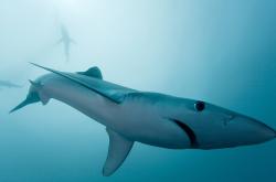 英雄联盟总决赛2025-利刃破盾，伦纳德撕裂防线，浙江红色风暴粉碎雷霆