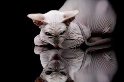 英雄联盟总决赛时间-冰峰之火，武切维奇如何用古典技艺终结现代篮球之夜