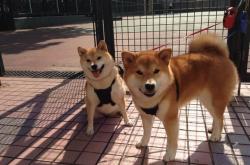 LOL赛事-沙漠与高地的唯一对决，破局者厄德高在压力熔炉中完成救赎