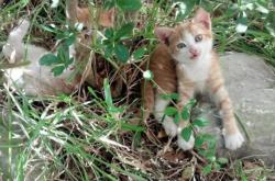 LOL赛事-唯一对决，当辽宁队的钢铁意志，撞上库里的三分风暴