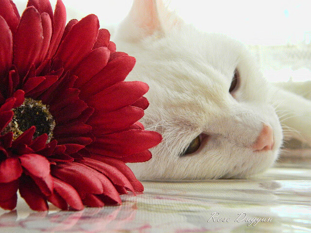 唯一之战，当美加墨世界杯焦点战邂逅独行侠鏖战辽宁队的跨界交响