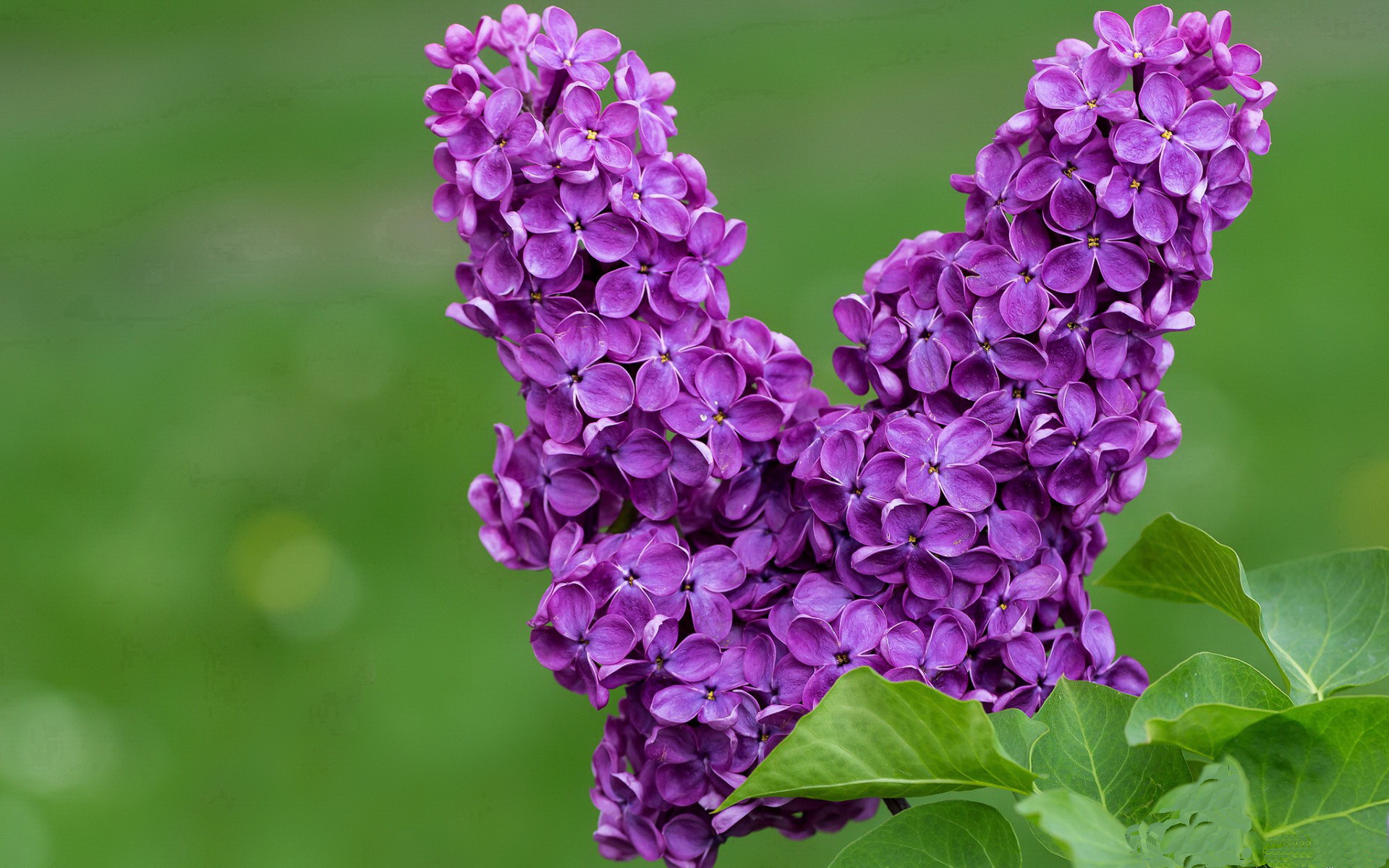 迪巴拉导演南半球逆转，当阿根廷魔术师掌控澳洪之战