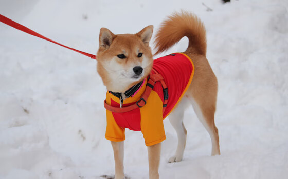 双城记，当安菲尔德烽烟散尽时，阿隆索的倒影正映在拜仁加时赛的汗水里