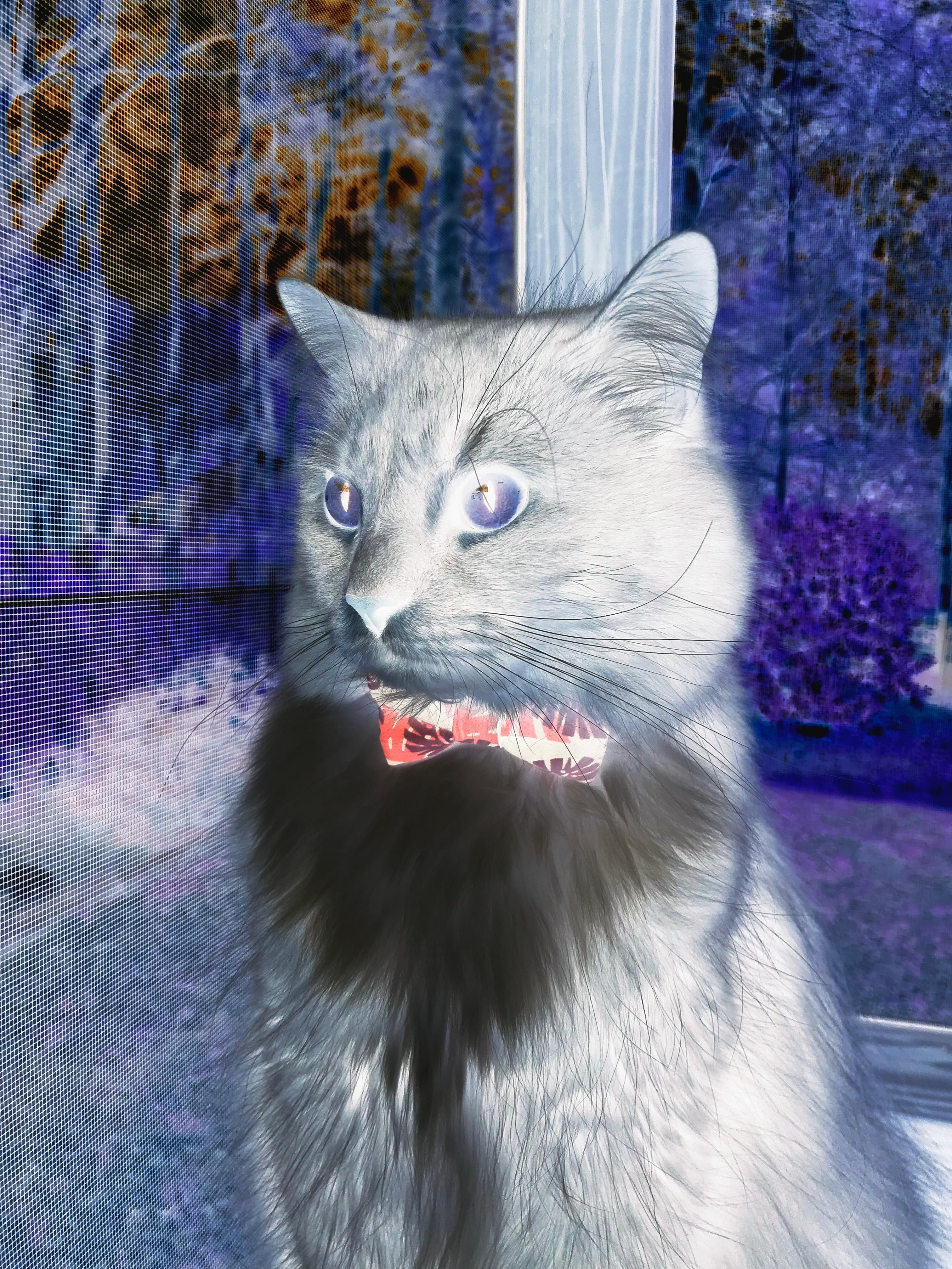 跨越大洋的篮球对话，辽宁队打穿老鹰，英格拉姆如何成为这场对决的关键先生