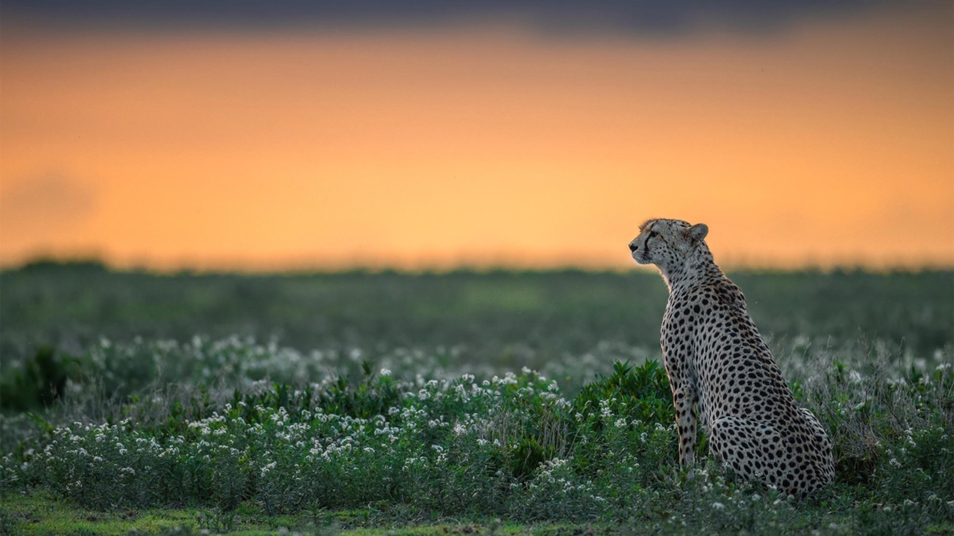 北非雄狮撕裂威斯特法伦，黄喜灿满分导演出突尼斯式终结