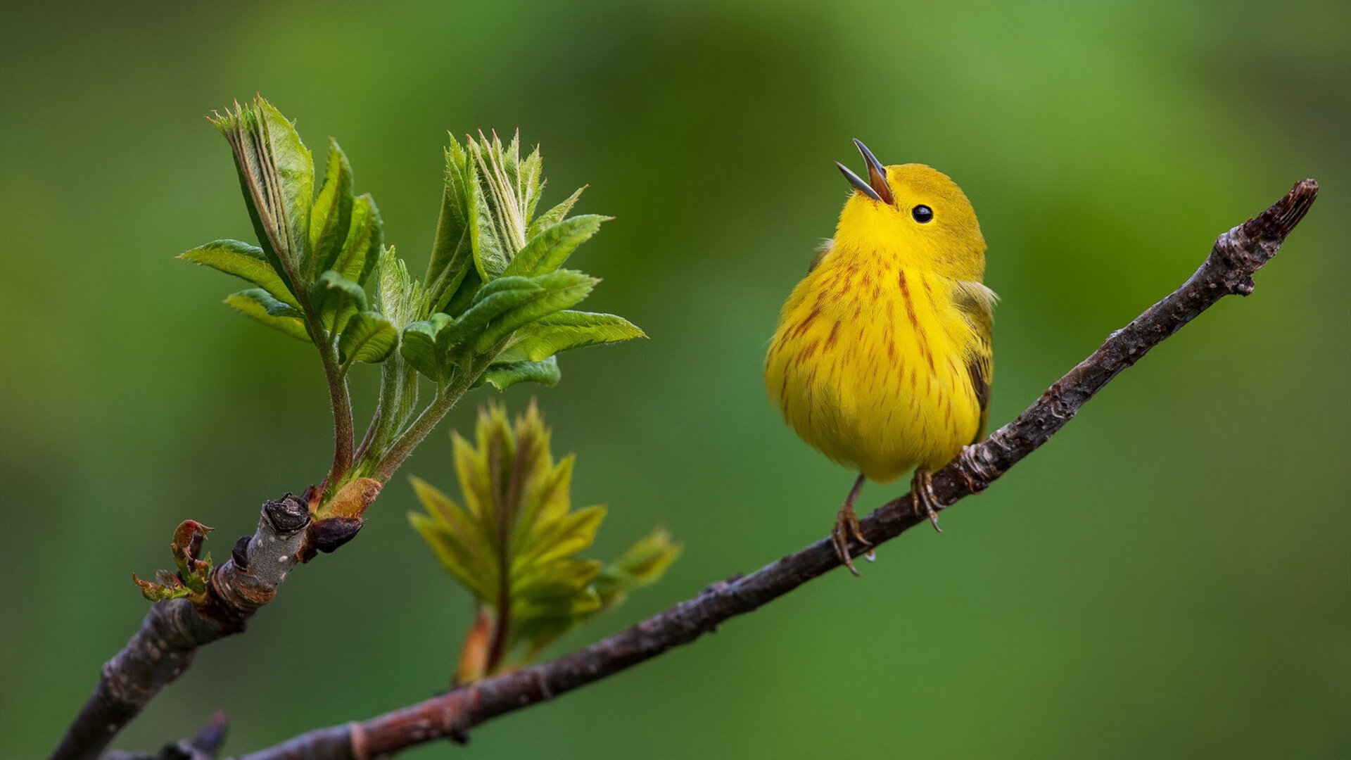 这是一篇为您定制的唯一性文章。它建立在足球是圆的这一经典悖论之上，用极致的戏剧张力来满足关键词的要求